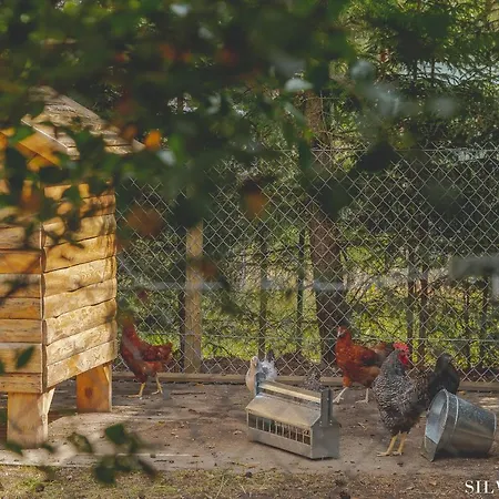 Silva - Dom Wczasowy, Tenis, Basen, Balia I Sauna