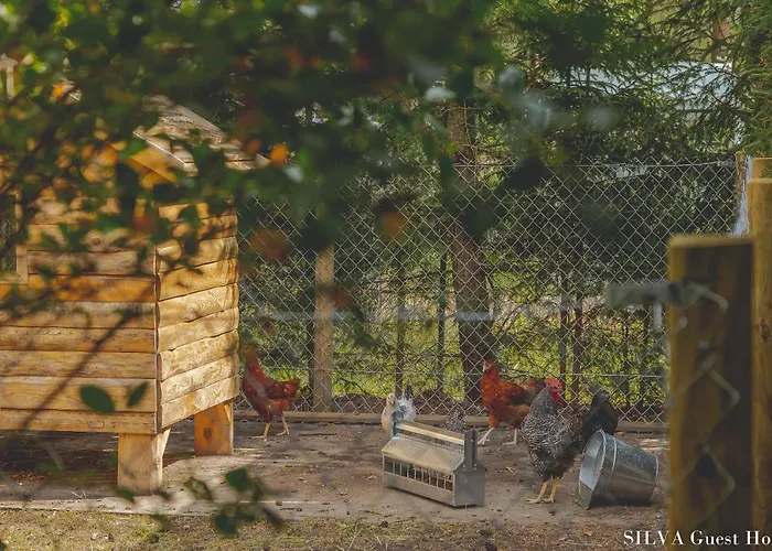 Silva - Dom Wczasowy, Tenis, Basen, Balia I Sauna