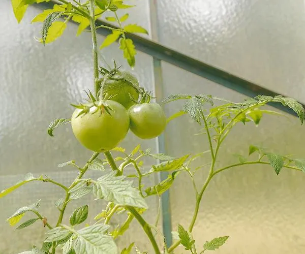 Silva - Dom Wczasowy, Tenis, Basen, Balia I Sauna * Borsk